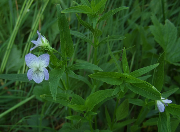 Viola elatior