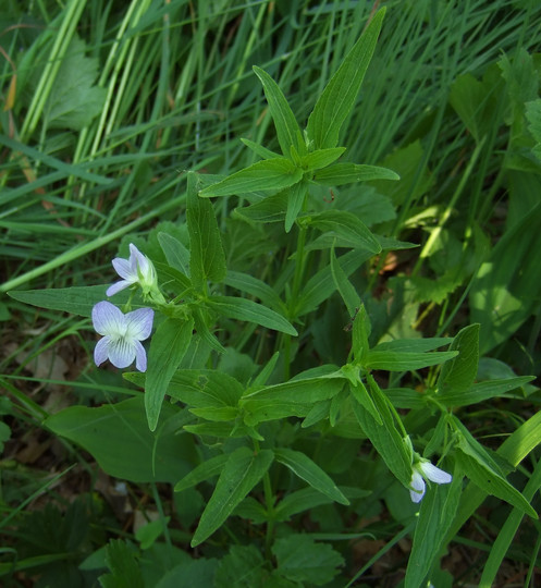 Viola elatior