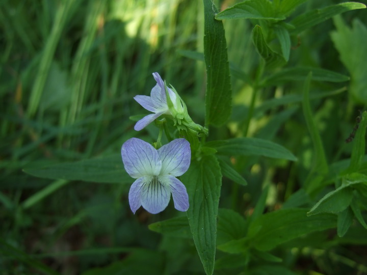 Viola elatior