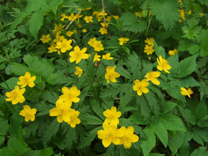 Anemone ranunculoides