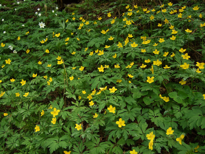 Anemone ranunculoides