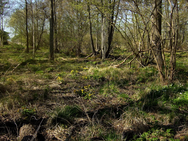 Caltha palustris