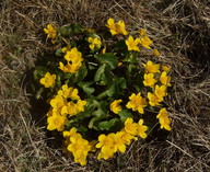 Caltha palustris