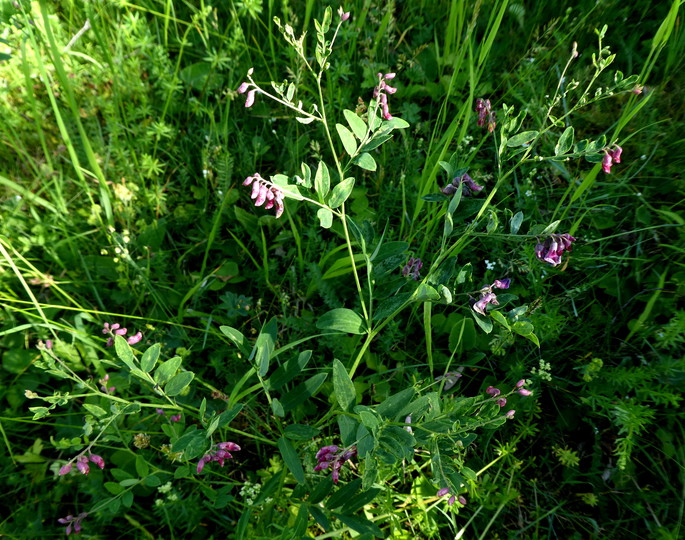 Lathyrus niger