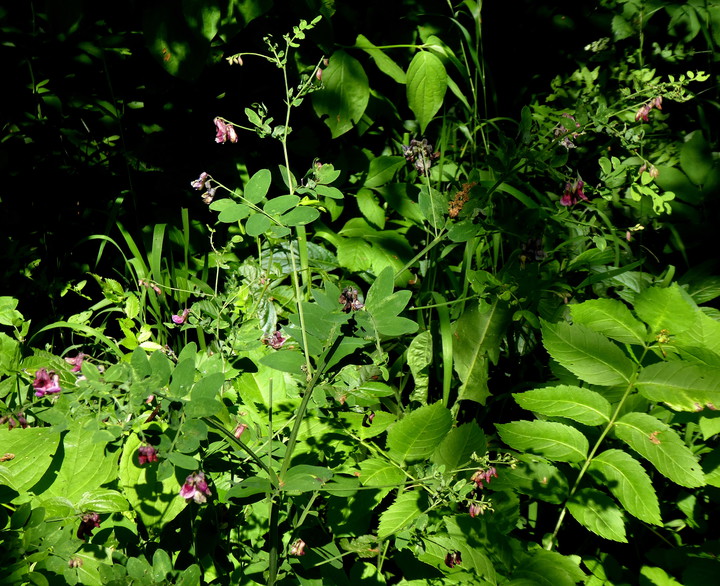 Lathyrus niger