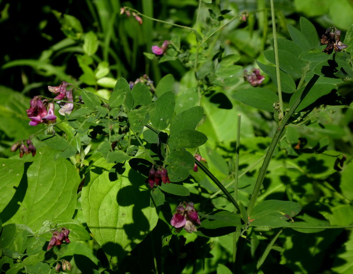 Lathyrus niger