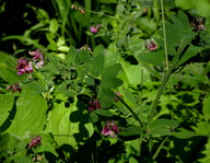 Lathyrus niger