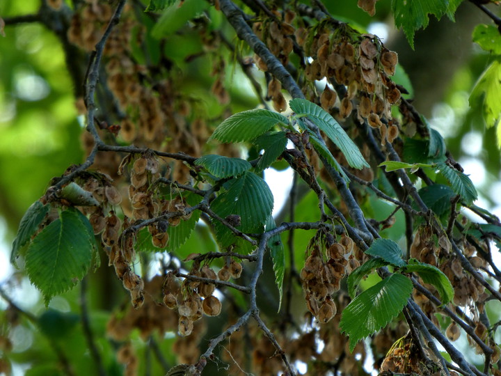 Ulmus laevis