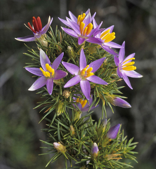 Calectasia cyanea