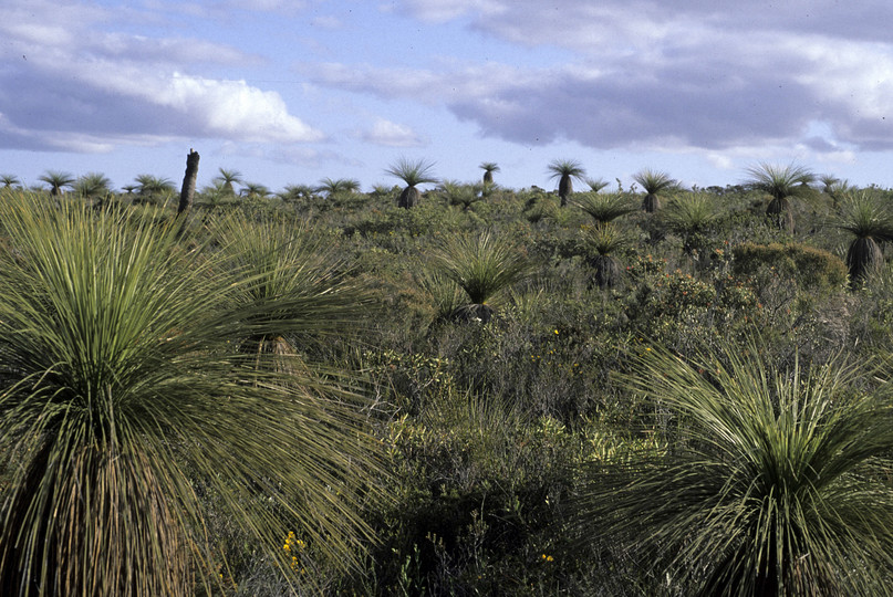 Kingia australis