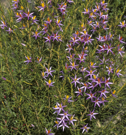 Calectasia cyanea