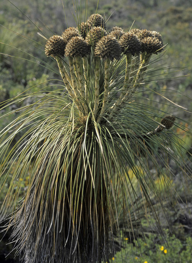 Kingia australis