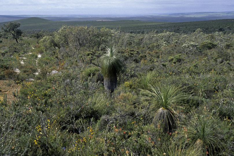 Kingia australis