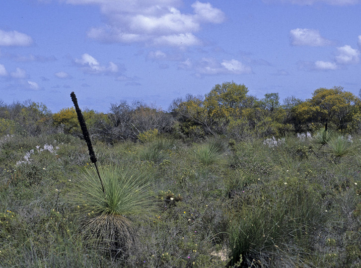 Xanthorrhoea sp.