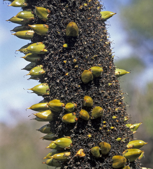 Xanthorrhoea sp.