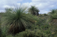 Kingia australis
