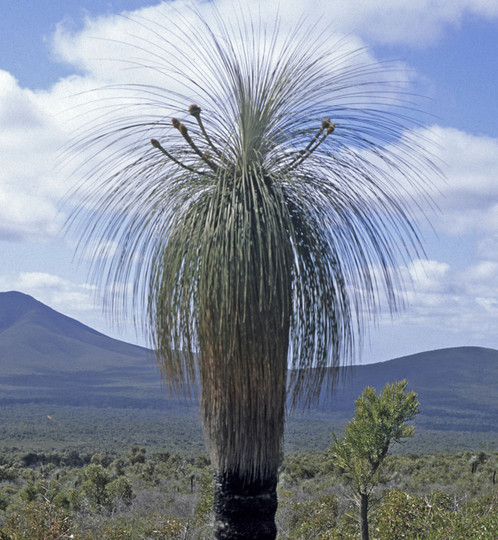 Kingia australis