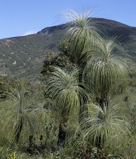 Kingia australis