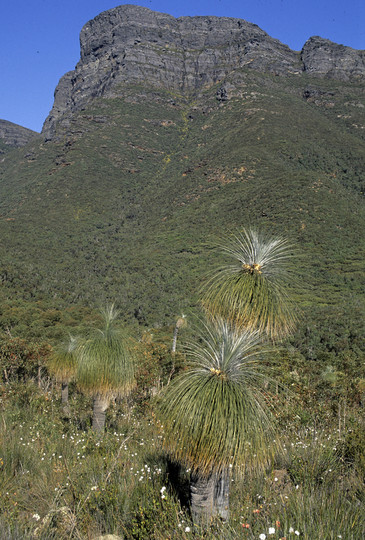 Kingia australis