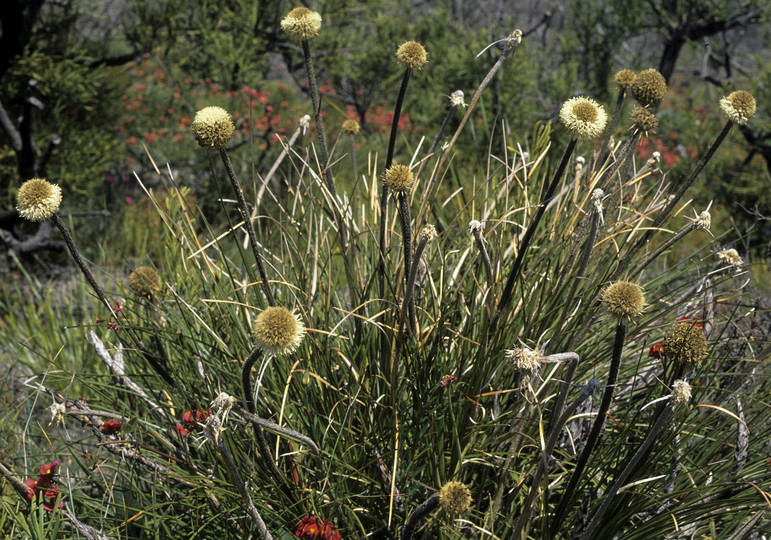 Dasypogon bromeliifolius