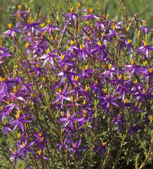 Calectasia grandiflora