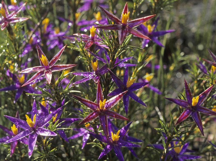 Calectasia grandiflora