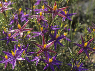 Calectasia grandiflora