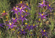 Calectasia grandiflora