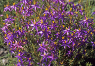 Calectasia grandiflora
