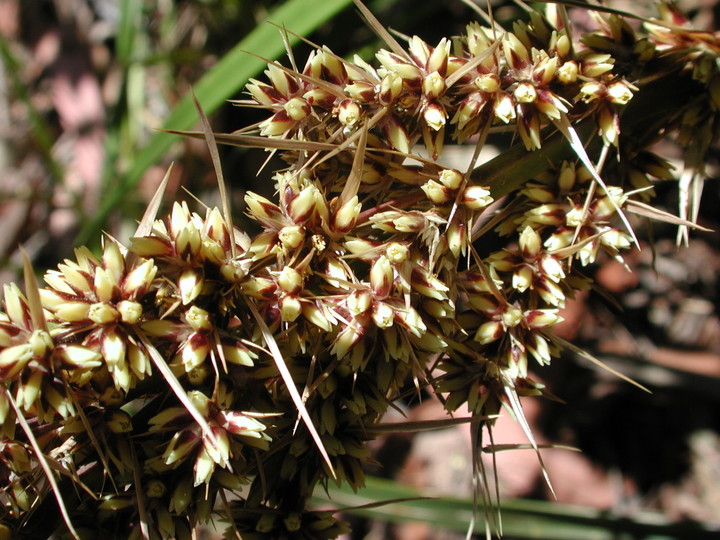 Lomandra longifolia