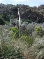 Xanthorrhoea australis