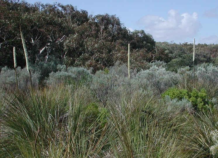 Xanthorrhoea australis