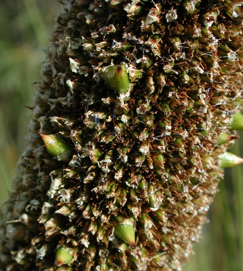 Xanthorrhoea australis