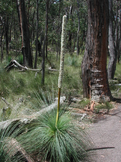 Xanthorrhoea australis