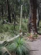 Xanthorrhoea australis