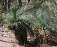 Xanthorrhoea australis