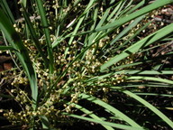 Lomandra sp.?filiformis