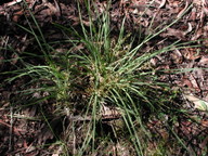 Lomandra sp.?filiformis