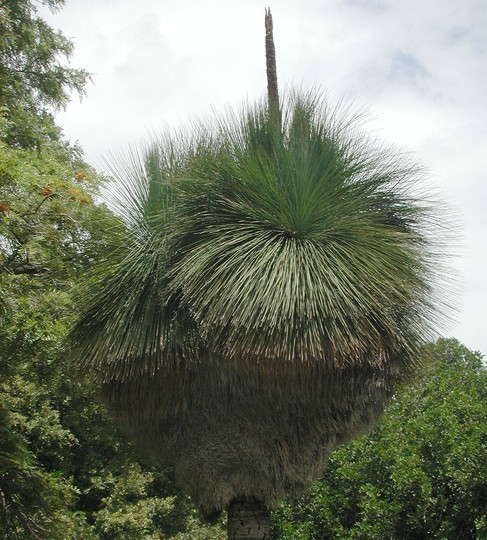 Xanthorrhoea malacophylla