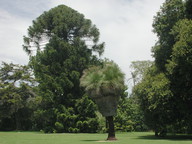 Xanthorrhoea malacophylla