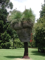 Xanthorrhoea malacophylla