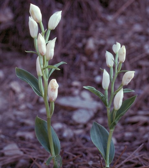 Cephalanthera kotschyana