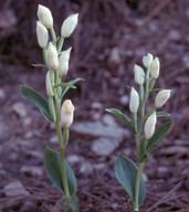 Cephalanthera kotschyana