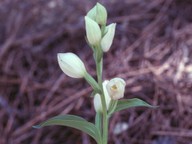 Cephalanthera kotschyana