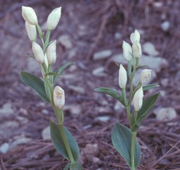 Cephalanthera kotschyana