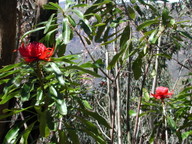 Telopea speciosissima