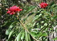 Telopea speciosissima