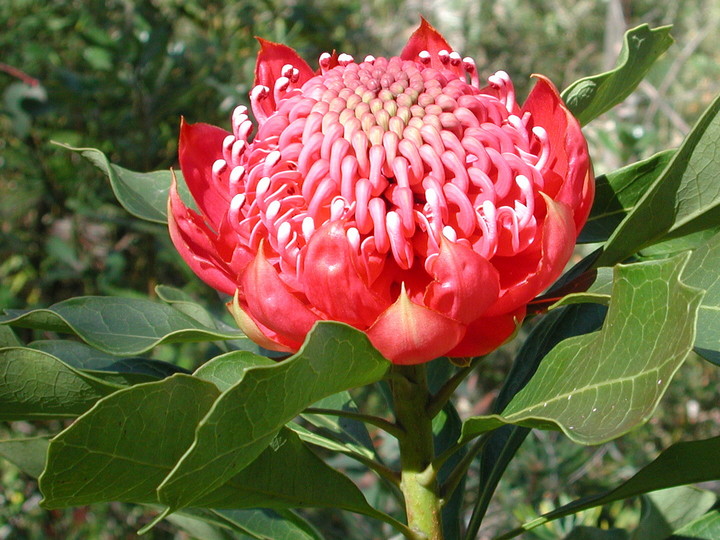 Telopea speciosissima