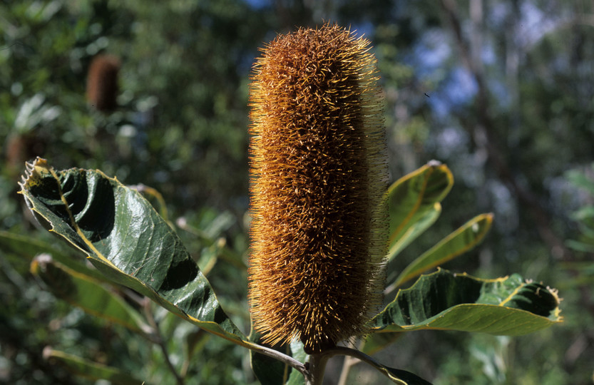 Banksia robur