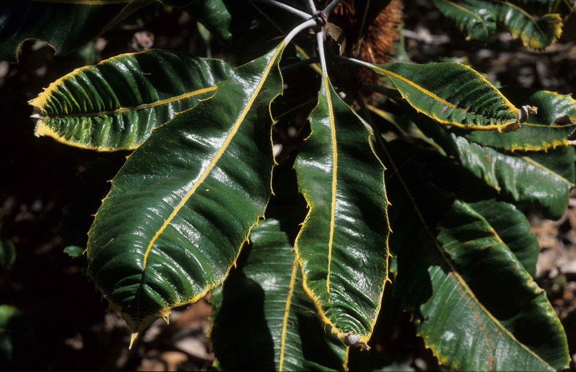 Banksia robur